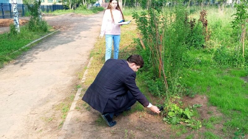 В Братске проверяют состояние саженцев